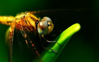 Dragonfly Wallpaper Background Photos Image And Pictures For