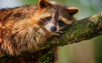 Raccoon Wallpaper