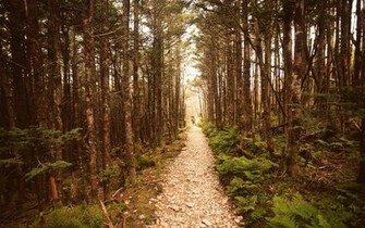 Forest Woods Landscape Wallpaper HD S