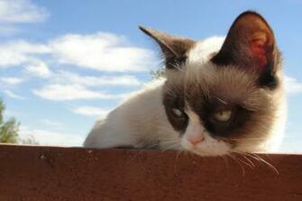 Grumpy Kitty HD Wallpaper