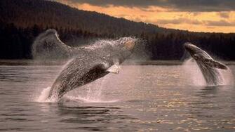 Whales Humpback Wallpaper