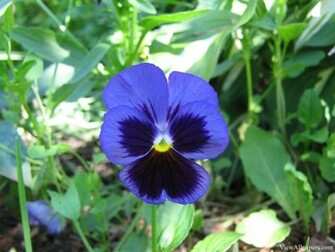 Pansy Wallpaper High Resolution