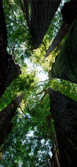 Trees And Sky iPhone X Wallpaper