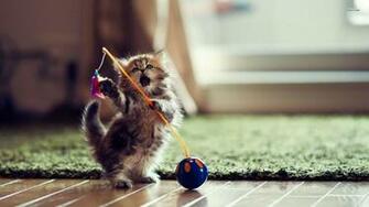 Kitten Wallpaper