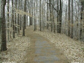 Smolhywie Woods Background