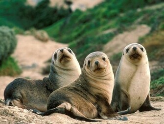 Image Wild Animals Wallpaper Gallery Fun