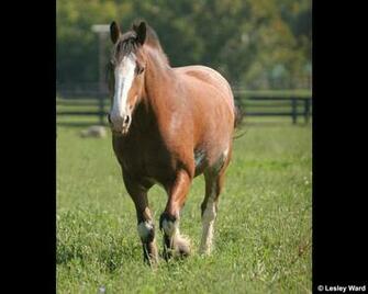 Draft Horse Desktop Wallpaper And Screensaver