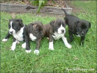 American X English Staffy Pups