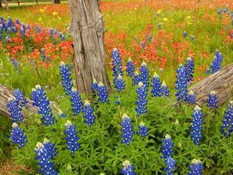 Image Detail For Photography Blue Bonnets Hill Country Texas47