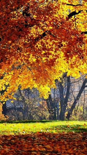 Source Url Smscs Photo Autumn Html