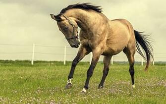 Beautiful Horse In Grass Field Click To