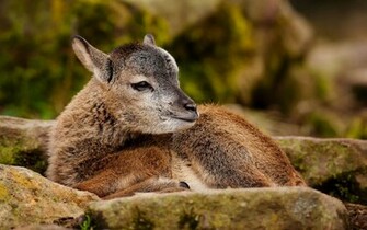 Beautiful Wallpaper Deer