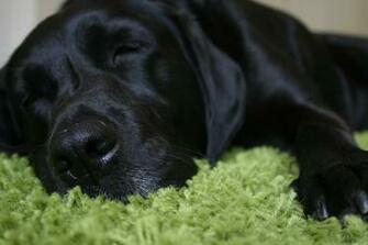 Black Labrador Retriever Characteristics HD
