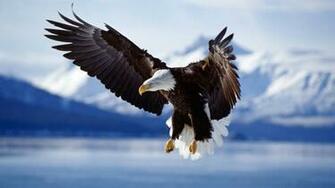 HDej Desktop Wallpaper Eagle Dieren