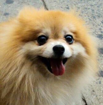 Cute Pomeranian Jpg