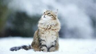 HD Wallpaper Cats Wild Tame 3d