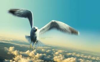 Seagull Background Wallpaper