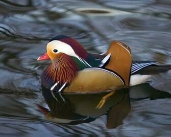 Ducks HD Wallpaper