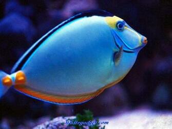 Tropical Fish Wallpaper Pic Jpg