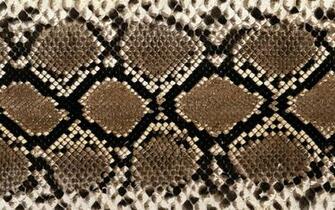Snake Skin Wallpaper