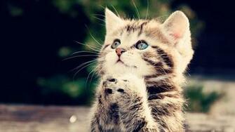 Pets Puppies Type Wallpaper For N Widescreen