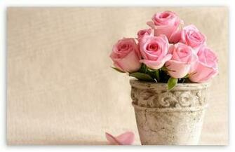 Light Pink Roses Wallpaper
