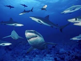 Shark HD Wallpaper Olin