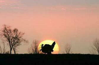 Spring Turkey Hunting Wallpaper American Wild