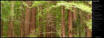 Mlewallpaper Redwood Trees Calendar