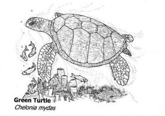 Sea Turtle Pictures To Color