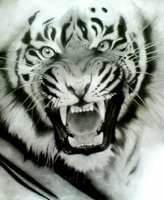 Baby White Siberian Tiger Nat Geo Adventure