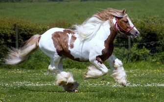 Cute Horse Wallpaper Wallpaperlepi