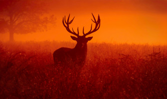 Reindeer Silhouette 4k Wallpaper HD Animals Image Photos