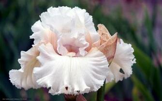 Wallpaper Flower Iris Petals White Desktop