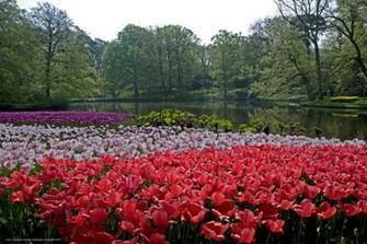 Wallpaper Park Keukenhof Lisse Netherlands Desktop