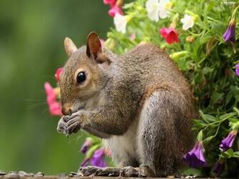 Squirrel For Desktop Wallpaper