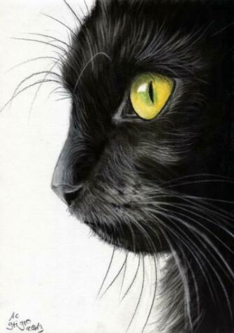 Black Cat Profile By Art It