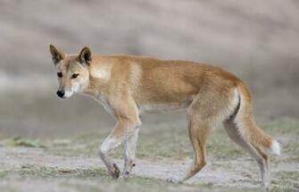 Dingo Pictures Quality HD Fcc455