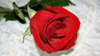Red Rose With Water Drops Wallpaper Flower
