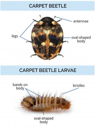 Identify Carpet Beetle Infestation At Sarah Gooding Wallpaper