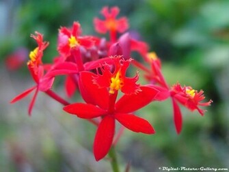 Desktop Flower Wallpaper Beautiful