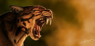 Animal Wildcat Wallpaper