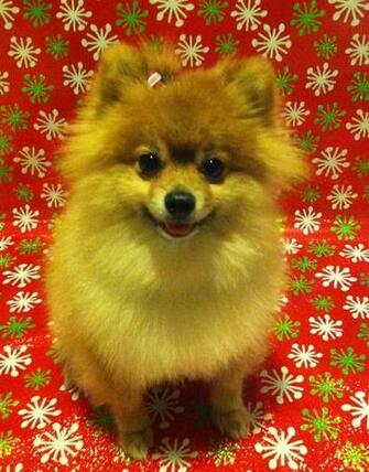 Pomeranian Christmas Picture Pomeranians