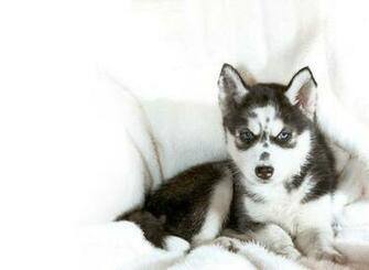 Baby Husky Wallpaper