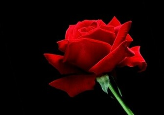 Flower Red Rose Black Background