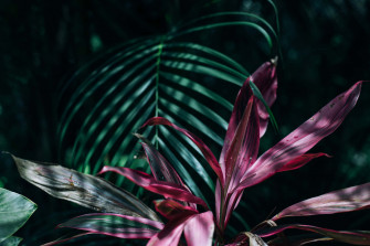 Tropical Leaves Desktop Wallpaper