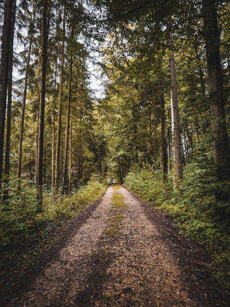 Forest Road Pictures Image