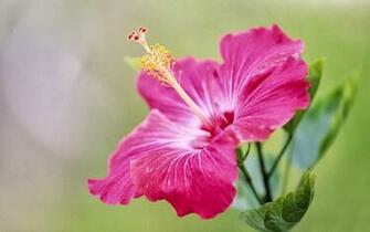 Wallpaper Pink Hibiscus Flower
