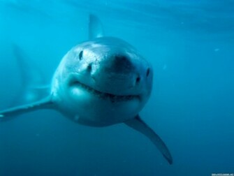 Funny Picture Ocean Life Desktop Wallpaper Lol101
