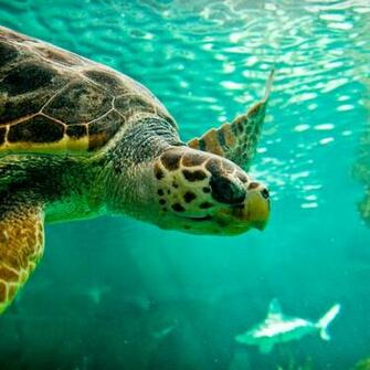 Turtle iPad Wallpaper Background